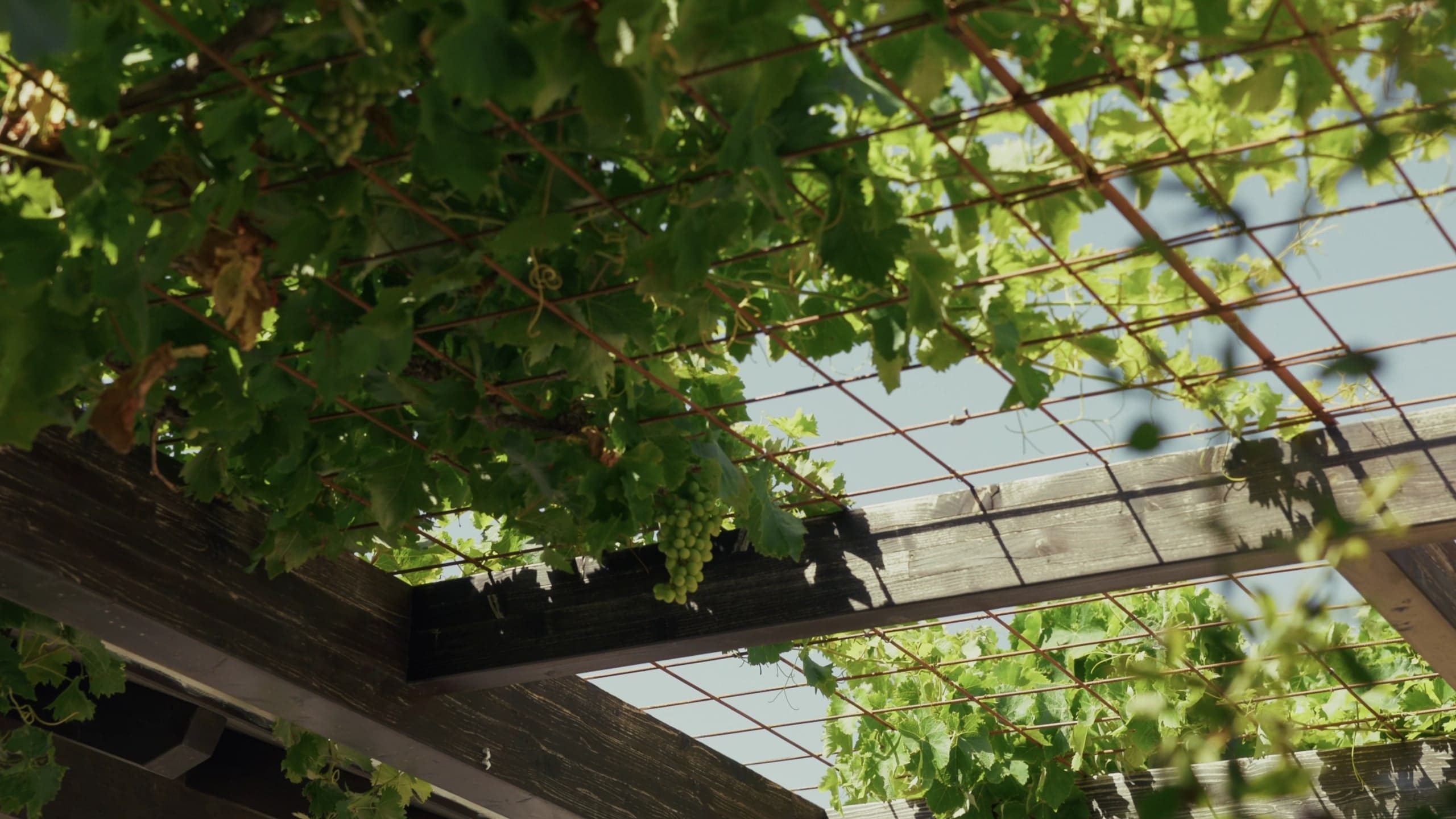 Vines growing over the pergola, sunlight through the leaves.